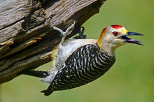 USA, Texas, Rio Grande Valley, McAllen. Wild, Male Gold-fronted Woodpecker Hanging From Log. 