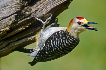 Poster - USA, Texas, Rio Grande Valley, McAllen. Wild, male gold-fronted woodpecker hanging from log. 