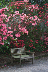 Wall Mural - USA, South Carolina, Charleston. A weathered wooden bench under azalea bushes on the Magnolia Plantation. 