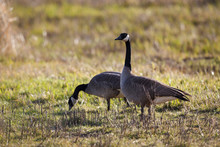 USA, Oregon, Baskett Slough National Wildlife Refuge, Pair Of Canada Geese (Branta Canadensis).