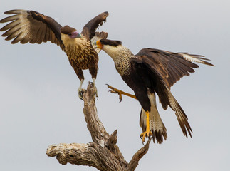 Wall Mural - USA, Texas, Hidalgo County. Juvenile and adult crested caracaras vying for space on stump. Credit as: Cathy & Gordon Illg / Jaynes Gallery / DanitaDelimont.com