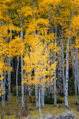  USA, Utah. Yellow Aspen, Flaming Gorge national recreation Area