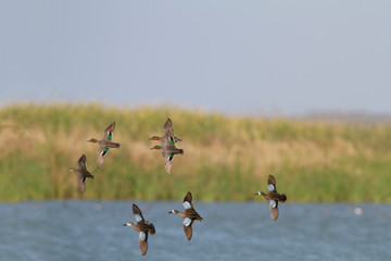 Sticker - Blue-winged Teal (Anas discors) and three Green-winged Teal (Anas crecca) in flight at Leonabelle Turnbull Birding Center, Port Aransas, Texas, USA.