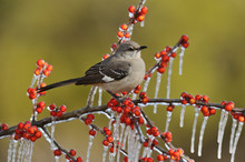 Northern Mockingbird (Mimus Polyglottos), Adult Perched On Icy Branch Of Possum Haw Holly (Ilex Decidua) With Berries, Hill Country, Texas, USA