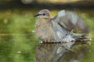 Poster - White-winged Dove (Zenaida asiatica), adult bathing, Hill Country, Texas, USA