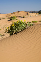 Sticker - Rough Mulesears (Wyethia scabra), Coral Pink Sand Dunes State Park, Utah, US