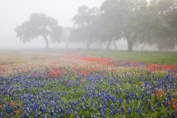 Sticker - Field of bluebonnets (Lupinus texensis), paintbrush(Castilleja foliolosa) and trees on foggy morning, Texas, USA, North America