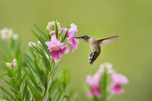 Ruby-throated Hummingbird (Archilochus Colubris), Female In Flight Feeding On Blooming Desert Willow (Chilopsis Linearis), Hill Country, Texas, USA