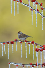 Chipping Sparrow (Spizella Passerina), Adult Perched On Icy Branch Of Possum Haw Holly (Ilex Decidua) With Berries, Hill Country, Texas, USA