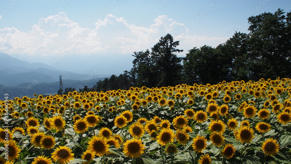 一面のひまわり畑 Stock Photo | Adobe Stock