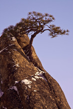 USA, Washington, Peshastin Pinnacles State Park. Pine Tree Grows From Rock Peak In Winter. 