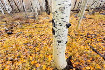 Wall Mural - Utah, Dixie National Forest, aspen forest along Highway 12