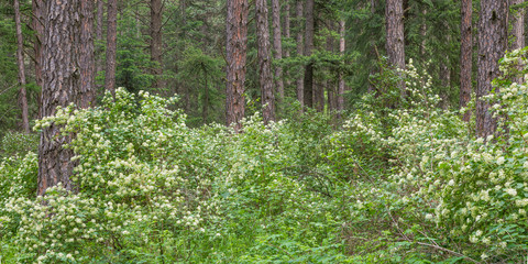 Poster - USA, Washington State, Palouse Hills, Kamiak Butte. Forest with flowering ninebark shrubs. Credit as: Don Paulson / Jaynes Gallery / DanitaDelimont.com