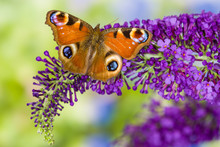 Peacock Butterfly, Inachis Io Resting On Colorful Purple Butterfly Bush