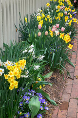 Poster - USA, Virginia, Williamsburg, spring border garden