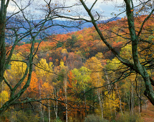 Sticker - USA, Vermont, Windsor County. View from Rowe Hill of trees in autumn color. 