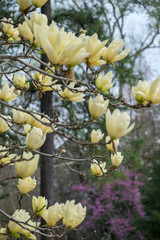 Wall Mural - USA, Virginia, Williamsburg, Magnolia tree