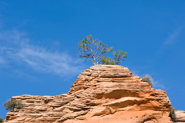 Poster - USA, Utah, Zion NP, Red Rock Tree