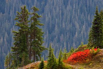 Poster - USA, Washington, Mount Baker Wilderness. Scenic view from Yellow Aster Butte Trail. 