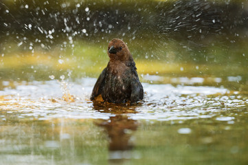 Wall Mural - Brown-headed Cowbird (Molothrus ater), adult male bathing, Hill Country, Texas, USA