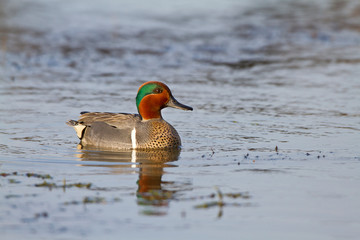 Sticker - Green-winged Teal (Anas crecca) male in wetland at Leonabelle Turnbull Birding Center, Port Aransas, Texas, USA.