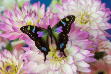 Butterfly Graphium Weiski, The Purple Spotted Swallowtail On Dahlias