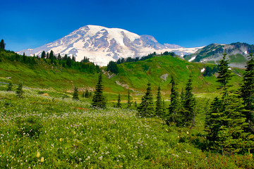 Sticker - USA, Washington State, Mount Rainier National Park. Mount Rainier and wildflowers in meadow. Credit as: Jean Carter / Jaynes Gallery / DanitaDelimont.com