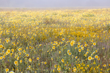 Poster - USA, California, Shell Creek. Field of tidy tip flowers.