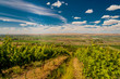 © Richard Duval/Danita Delimont - Vineyard in summer sun in Yakima Valley in Eastern Washington State, USA.