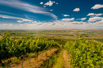 Sticker - Vineyard in summer sun in Yakima Valley in Eastern Washington State, USA.