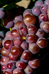 Canvas Print - Usa, Washington State, Royal City. Pinot Gris grapes in Lawrence Vineyards which lies on the Royal Slope in the Columbia River Valley.