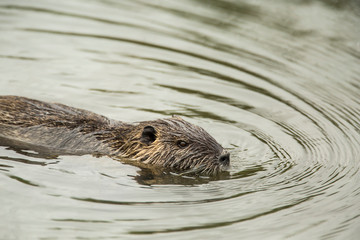 ridgefield, washington state, usa. nutria swimming in ridgefield national wildlife refuge. coypu, al