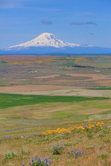 Canvas Print - Columbia Hills State Park, Dallesport, Washington State. Snow capped Mount Adams towers over Klickitat County valley and wildflower meadows