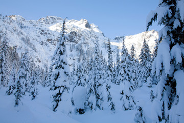 WA, Mt. Baker Snoqualmie National Forest, Alpental Valley, snow covered Douglas Fir trees, Chair Peak in the background