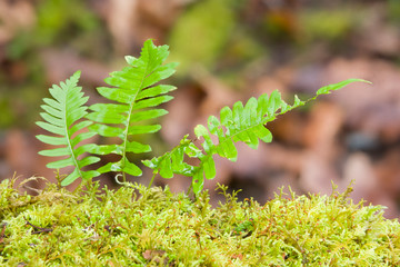 Sticker - WA, Tiger Mountain State Forest, Licorice ferns, growing from moss