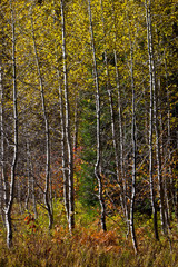 Poster - Aspens, Autumn, White River Area, Wenatchee National Forest, Washington State, USA.