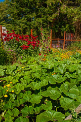 Wall Mural - USA, Washington, Whidbey Island. Tasting room garden in a vineyard on Whidbey Island.