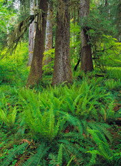 Poster - USA, Washington State, Lewis River. Ferns fill the forest floor near the Lewis River in Washington State.