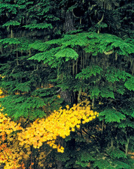 Wall Mural - USA, Washington State, Mt Adams Wilderness. Golden vine maple add contrast to the deep green of the confir forest at Mt Adams Wilderness in Washington State.