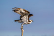 USA, Wyoming, Sublette County. Osprey takes off for flight from the top of a snag