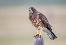 USA, Wyoming, Sublette County. Adult Swainsons Hawk Perching On Top Of A Fencepost