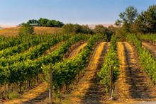 USA, Eastern Washington, Walla Walla Vineyards Ripen In The Summer Sun.