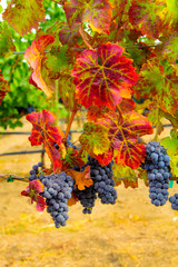 Canvas Print - USA, Washington, Columbia Valley. Cabernet Sauvignon grapes are ready for harvest in this vineyard in Eastern Washington.