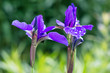 Washington State, Bellevue, Bellevue Botanical Garden, Iris