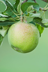 Sticker - USA, WA, Columbia River Valley, Granny Smith Apple Ripe for Harvest (Selective Focus)