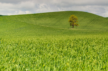 Sticker - Lone Tree In Rolling Hills of Wheat