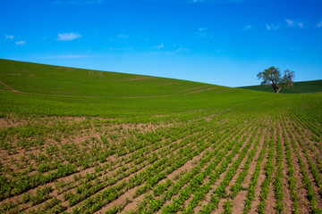 Poster - Lone Tree In Rolling Hills of Wheat