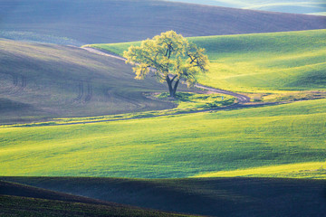 Sticker - USA, Washington State, Palouse, Lone Tree in Wheat Field