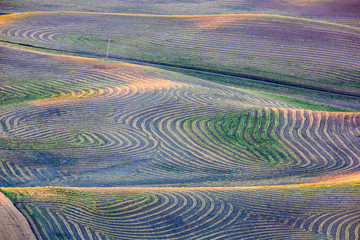 Sticker - USA, Washington State, Palouse Region, First light on freshly swathed Pea fields