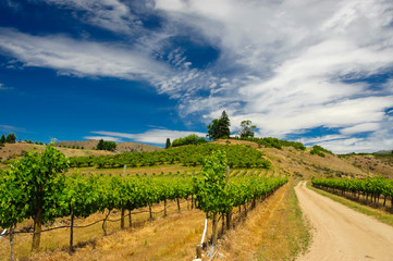 Poster - USA, Washington, Lake Chelan. Vineyard in the Lake Chelan AVA in Washington.